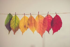 Leaves in green to red autumn colors hanging on a string against a pale background.